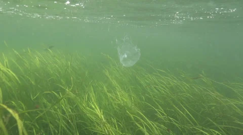 Illuminated jellyfish floats over seaweed in Ketchican, AK as black fish swim by Stock Footage 36309953