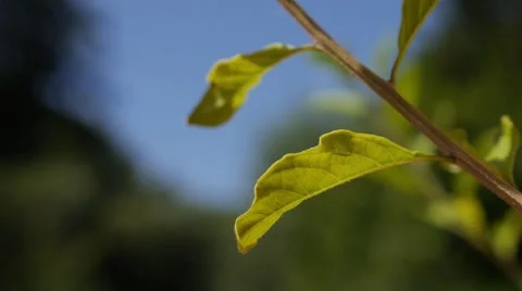 ILLUMINATED LEAF GRAS IN THE WIND Stock Footage 52607224