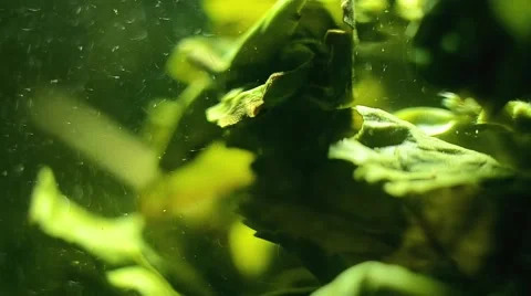  Illuminated leaf green tea with tea Stock Footage 51505812