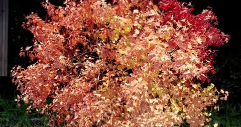 Illuminated Maple Tree at Night Vibrant Autumn Foliage in Red, Orange, Yellow Stock Footage 344271288