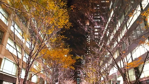 Illuminated Maple Trees Along Marunouchi Nakadori Surrounded by Skyscrapers Stock Footage 327331678