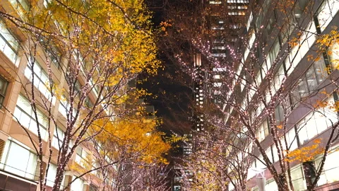 Illuminated Maple Trees Along Marunouchi Nakadori Surrounded by Skyscrapers Stock Footage 327331744