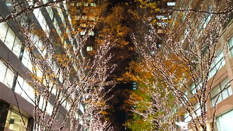 Illuminated Maple Trees Along Marunouchi Nakadori Surrounded by Skyscrapers Stock Footage 327331790