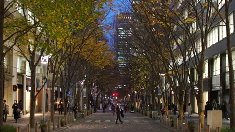 Illuminated Maple Trees Along Marunouchi Nakadori Surrounded by Skyscrapers Video stock 327332375