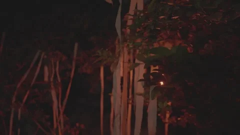 Illuminated Night Foliage Stock Footage 314903709
