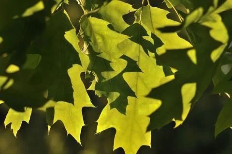 Illuminated Oak Leaves: A Study in Light and Shadow Stock Photos