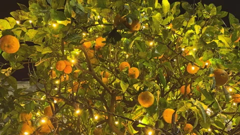 Illuminated Orange Tree at Night Stock Footage 274419861