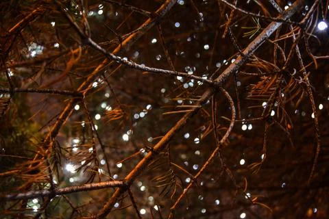Illuminated outdoor tree structure featuring lighted elements against a dark nig Foto stock
