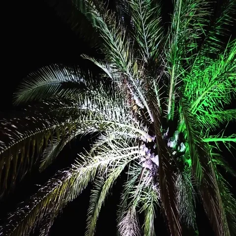 Illuminated palm in the night Stock Footage 69310288