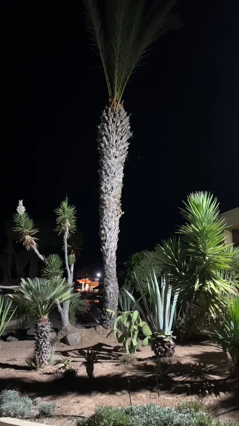 Illuminated palm tree night garden tropical resort Djerba Tunisia HD vertical Видео 342078455