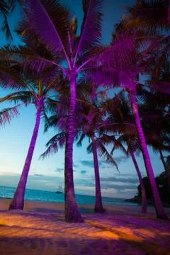 Illuminated palm trees Stock Photos