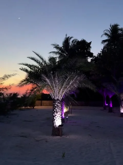 Illuminated Palm Trees at Twilight Beach Resort Stock Footage 341630080