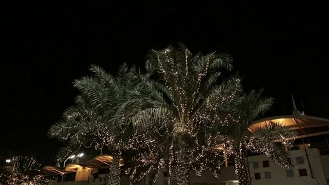 Illuminated Palms at a Street Vídeo Stock 79276880