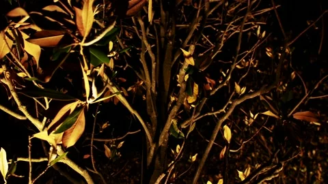 Illuminated park tree in evening Video stock 160642885