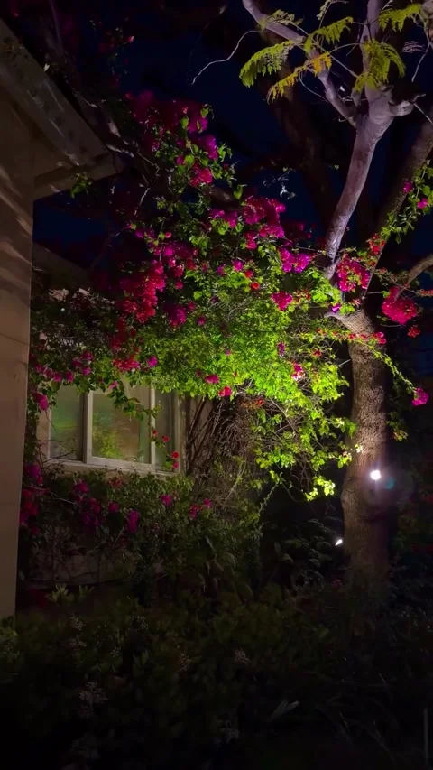 Illuminated Pink Flowers and Tree at Night Video stock 340263859