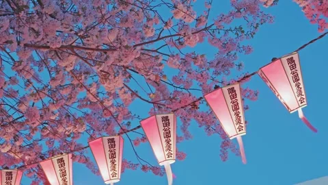 Illuminated Pink Lanterns and Cherry Blossoms Under Blue Twilight Sky Stock Footage 334112843
