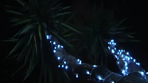 Illuminated plant in the night. Видео 10048880