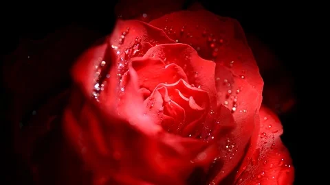 Illuminated red rose Stock Footage 85885928