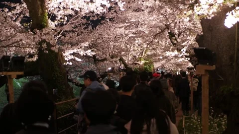 Illuminated rows of cherry blossoms trees at Tokyo in dusk night time at Yo.. Stock Footage 317222345