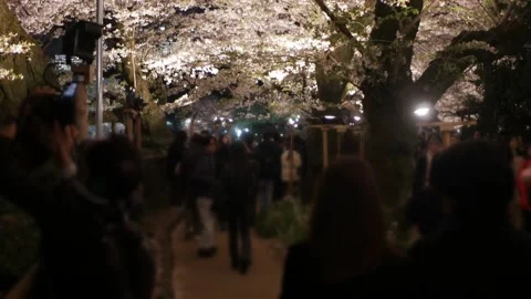 Illuminated rows of cherry blossoms trees at Tokyo in dusk night time at Yo.. Stock Footage 328102178