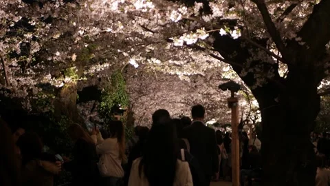 Illuminated rows of cherry blossoms trees at Tokyo in dusk night time at Yo.. Stock Footage 330794627