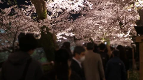 Illuminated rows of cherry blossoms trees at Tokyo in dusk night time at Yo.. Stockbeeldmateriaal 339575625