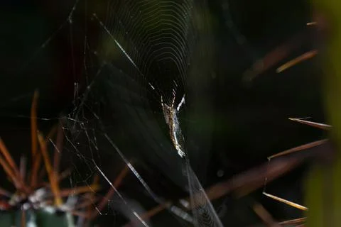 Illuminated Spider On Its Web In The Dark Stock Photos