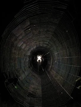 Illuminated spider in web Stock Photos