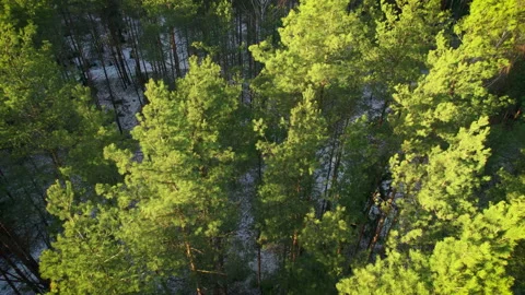 Illuminated tops of swaying pine trunks. Vídeos de archivo 168477491