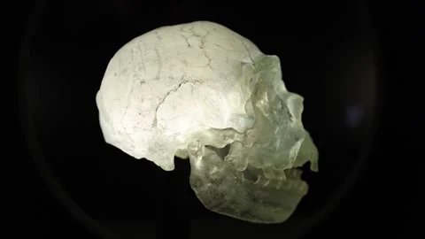 Illuminated translucent skull displayed against deep darkness highlighting fragi Stock Footage 320451309