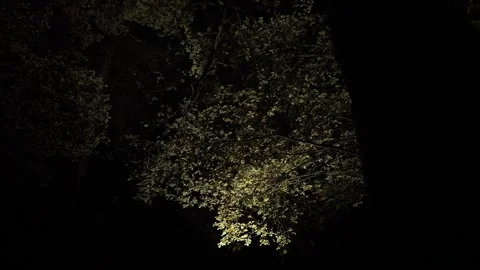 Illuminated Tree Canopy Beneath a Dark Sky with Moving Tree Silhouettes Vidéo 293596668