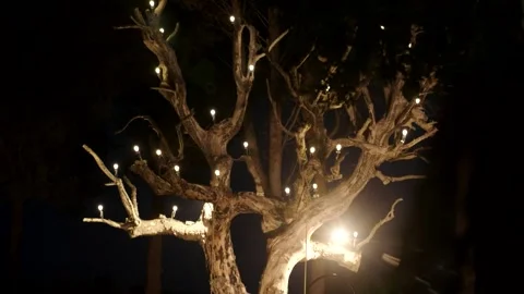 Illuminated tree with many light bulbs Stock Footage 167701629