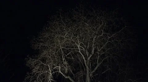 Illuminated tree at night 4k Stock Footage 48171641