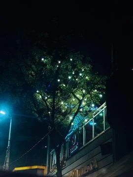 Illuminated tree at night Stock Photos