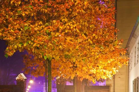 Illuminated tree Stock Photos