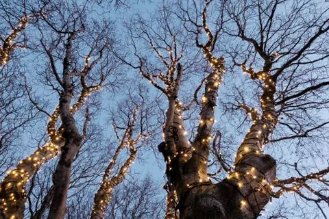 Illuminated tree Stock Photos