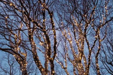Illuminated tree Stock Photos