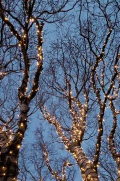 Illuminated tree Stock-Fotos