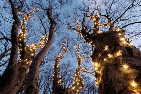Illuminated tree Stock Photos