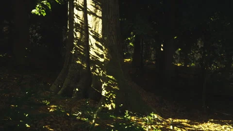 Illuminated tree trunk with sunlight cutting through shadowed forest environment Stock Footage 340665646
