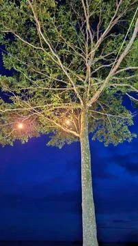 Illuminated Tree with Warm String Lights against Dark Blue Twilight Sky Stock Photos