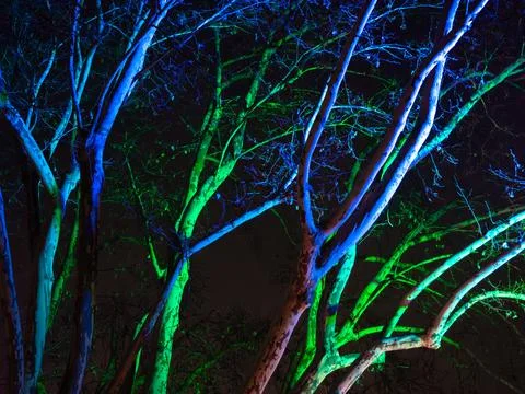 Illuminated Trees with Colored Lighting Stock Photos