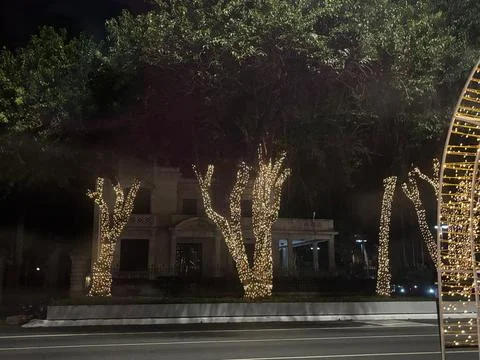 Illuminated Trees at Night Stock Photos