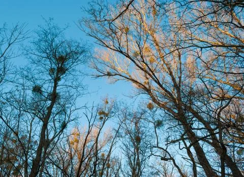 Illuminated trees Stock Photos