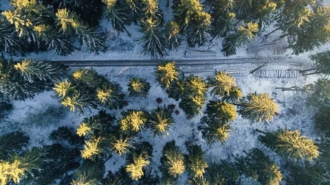 Illuminated treetops - aerial view Stock Footage 101668104