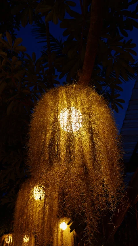 Illuminated Woven Lanterns Hang Beneath a Leafy Tree at Dusk, Creating Warm Rust Video stock 346156316