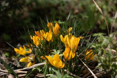 Illuminated yellow crocus in sunshine on springtime. Stock Photos