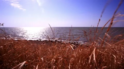 Illuminating the dune grass and beach Stock Footage 51565516