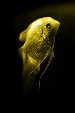 Illuminating gold fish Stock Illustration