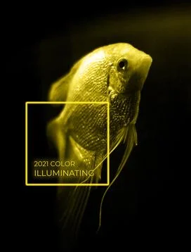 Illuminating gold fish Stock Illustration